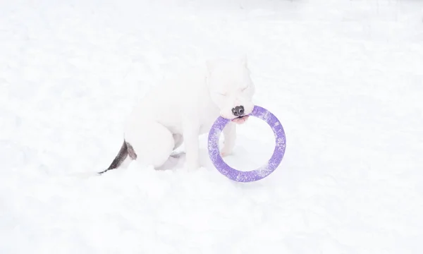 Weißer amerikanischer Bulldoggen-Welpe, der im Winterwald mit Zugmaschine spielt. Hund. — Stockfoto