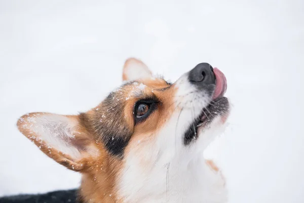 Joven tres colores galés Corgi Pembroke en invierno. Mirando hacia arriba. Lamer la nariz. —  Fotos de Stock