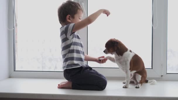 Menino caucasiano bonito pré-escolar com chihuahua cão formação na janela — Vídeo de Stock