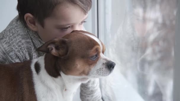 Preescolar lindo chico caucásico con perro chihuahua sentado en la ventana. De cerca.. — Vídeos de Stock