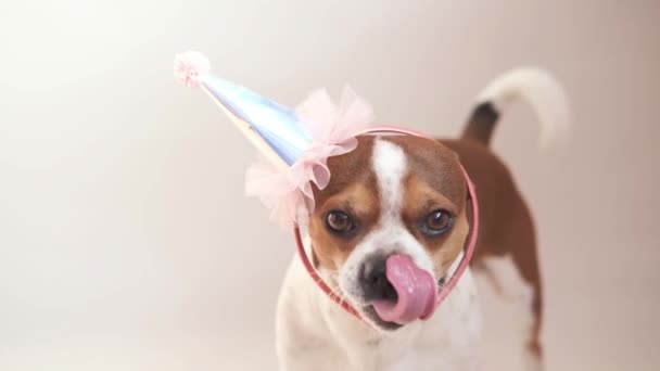 Chihuahua pies z dużymi brązowymi oczami. Urodzinowy pies w różowej księżniczki party hat. — Wideo stockowe