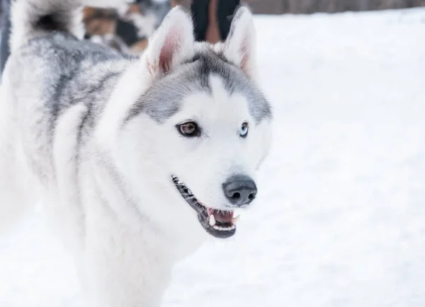 Mladá krásná sibiřský husky s různými očima stojící v zimě. Psí sníh — Stock fotografie