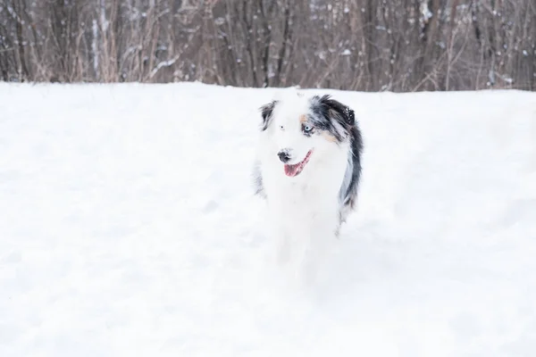 Sad australian shepherd merle with blue eyes in winter. Dog. — Stock Photo, Image