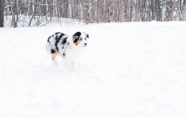 Young australian shepherd merle with brown eyes in winter. Dog in snow. — Stock Photo, Image