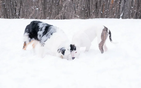 Австралийский пастух с американским щенком-бульдогом играют вместе. Снюхать снег. — стоковое фото