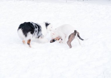 İki Avustralyalı çoban Amerikan bulldog köpeğiyle karda oynaşıyor.