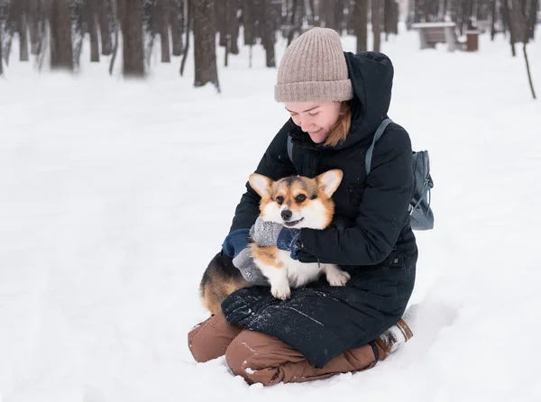 Mulher branca segurando três cores galês Corgi Pembroke. — Fotografia de Stock