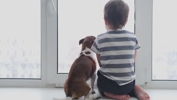 Menino caucasiano bonito pré-escolar com cão chihuahua sentado na janela — Vídeo de Stock