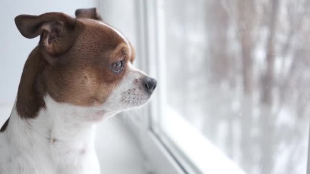 Chihuahua hund sitter och tittar i fönstret. — Stockvideo