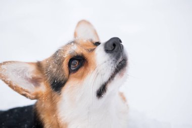  Kışın üç renk Corgi Pembroke köpeği. Yemek bekliyoruz.