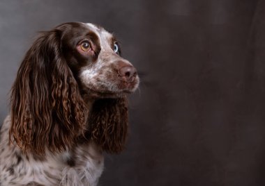Gri arka planda farklı gözleri olan komik çikolatalı genç spanyel..