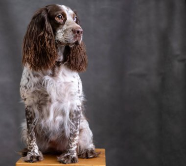 Farklı gözleri olan çikolatalı spanyel gri arka planda oturuyor. 
