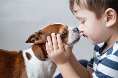 Anaokulu çocuğu beyaz oğlan Chihuahua köpeğiyle öpüşüyor. Yüzünü tut. Kapat..