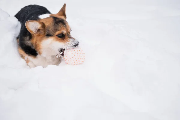 Tres colores galés Corgi Pembroke perro con cara nevada jugar con pelota. —  Fotos de Stock