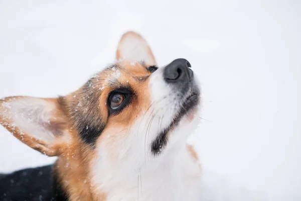 Tres colores galés Corgi Pembroke perro en invierno. Esperando por comida —  Fotos de Stock