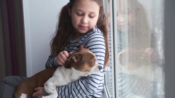 Little girl with chihuahua dog sitting on window. quarantine. Close up. — Stock Video