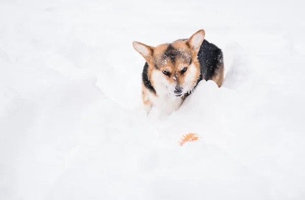 Tre colori gallese Corgi Pembroke cane con gioco viso nevoso in cerca di palla. — Foto Stock