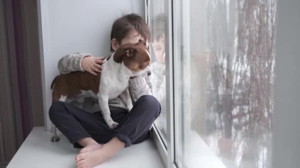 Menino caucasiano bonito pré-escolar com cão chihuahua sentado e olhando para fora da janela — Vídeo de Stock