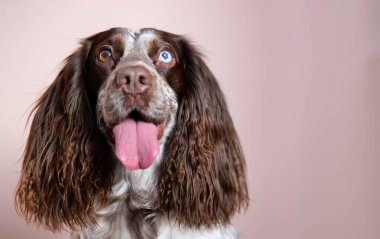 Gülümseyen çikolatalı spanyel pembe arka planda farklı gözlerle 