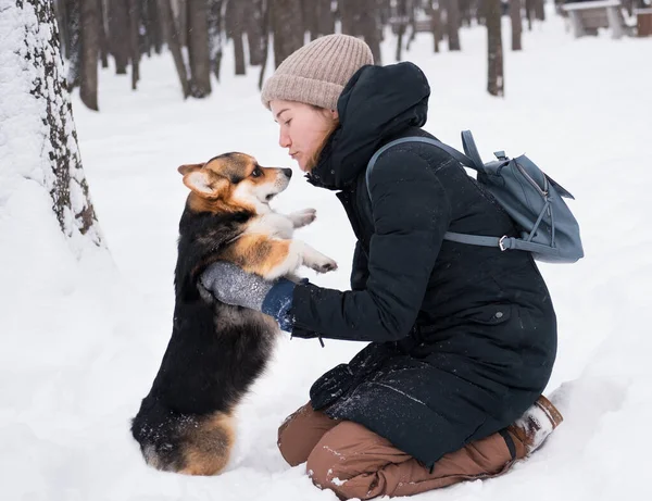 Femme blanche tenant trois couleurs gallois Corgi Pembroke. — Photo