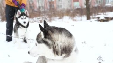 Ufa, Rusya. 27 Aralık 2020. Sibirya Husky portresi. Köpeğiyle yürüyen iki kadın.