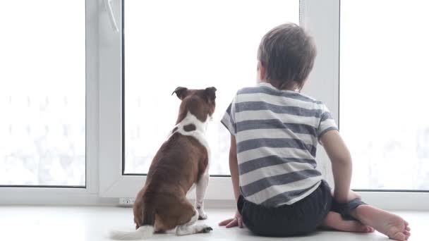 学龄前可爱的高加索男孩，带着奇瓦瓦犬坐在窗前聊天 — 图库视频影像