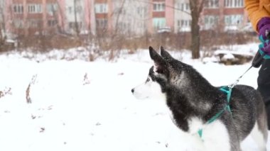Sibirya köpeğiyle yürüyen mavi gözlü kadın.