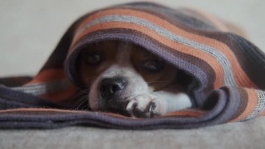  Kahverengi fular içinde yatan chihuahua köpeği.