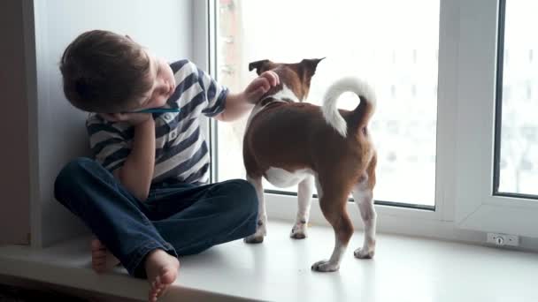 Дошкільний білий хлопчик з собакою чихуахуа сидить і розмовляє на вікні телефону — стокове відео