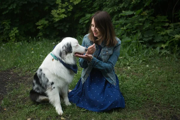 Woman training and feeding australian shepherd sitting on the grass — Stock Photo, Image