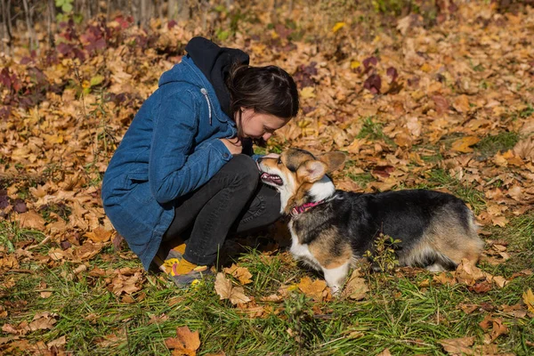 가을에 용접 한 코기 펨브로크 개와 이야기하는 젊은 여자 — 스톡 사진