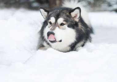 Alaska Malamute köpeği karda yatıyor. Burnunu yala..