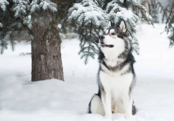 Joven hermoso perro malamute Alaska sentado en la nieve. Bosque de invierno. —  Fotos de Stock