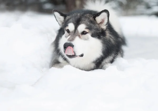 Alaska Malamute köpeği karda yatıyor. Burnunu yala.. — Stok fotoğraf