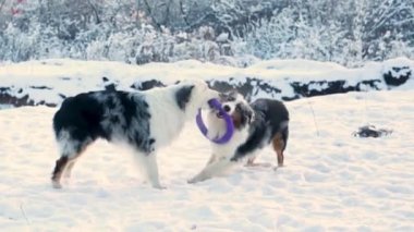 İki Avustralyalı çoban köpeği kış ormanında Puller 'la oynuyorlar.
