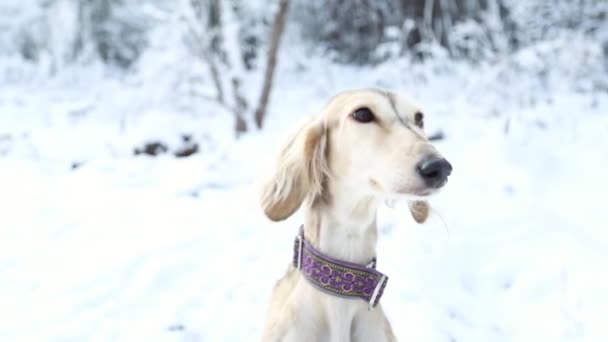 Saluki kutya a téli erdőben közeli portré. — Stock videók