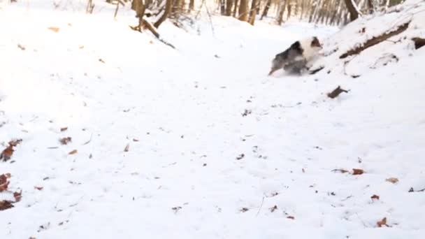 Två australiska herdar merle hund i vinterskogen spelar, kör tillsammans — Stockvideo