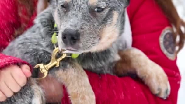 Sonriente chica caucásica abrazando azul sanador cachorro en invierno. — Vídeo de stock