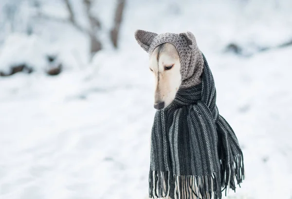 Saluki cão em chapéu de malha e cachecol na floresta de inverno fechar-se retrato. — Fotografia de Stock