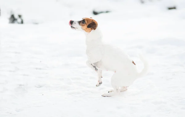 Собачья собака Джека Рассела в зимнем лесу. — стоковое фото