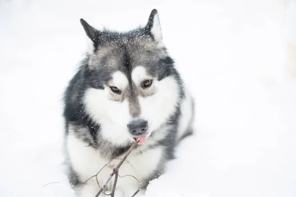 Jovem engraçado alasca malamute mentir e gnowing stick na neve. Inverno cão. — Fotografia de Stock