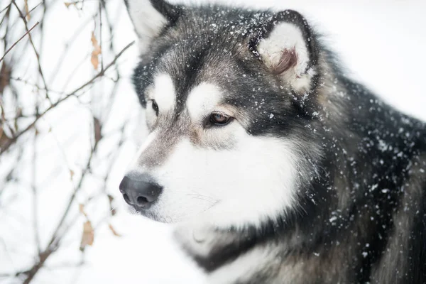 Joven inteligente hermosa Alaska Malamute mirando hacia adelante en la nieve. Perro invierno —  Fotos de Stock