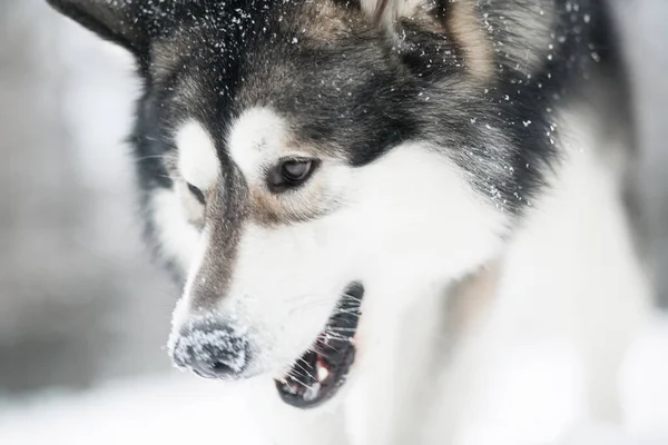 Joven hermosa alaskan malamute perro boca abierta en la nieve. nariz nevada. Perro invierno —  Fotos de Stock