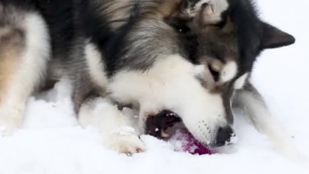 Joven hermosa malamute Alaska jugando con la pelota en la nieve. Perro invierno. — Vídeo de stock