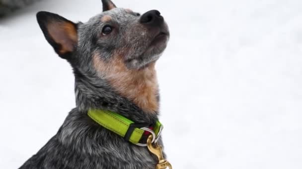 Cachorro curador azul en invierno. Mirando hacia arriba. Oveja australianaPerro y nieve — Vídeos de Stock