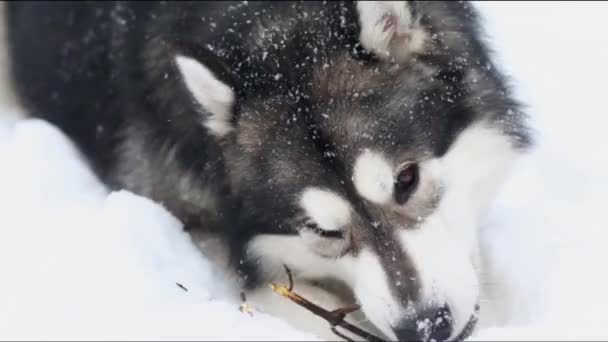 Joven hermosa malamute Alaska jugando con palo en la nieve. Perro invierno. — Vídeo de stock