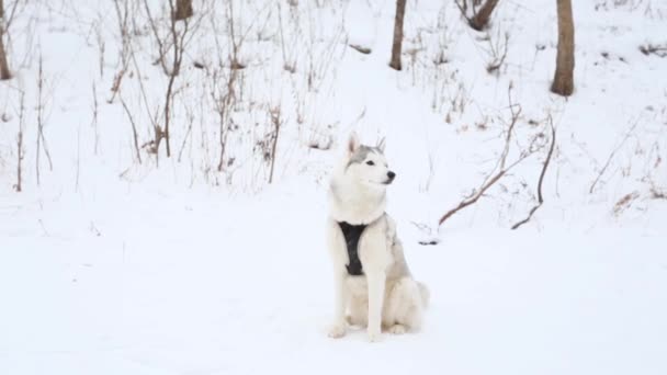 Szibériai husky kutya ül télen különböző színű szemekkel. — Stock videók