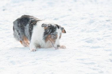 Avustralya çoban köpeği farklı renkte gözleri var kışın kar yiyorlar. 