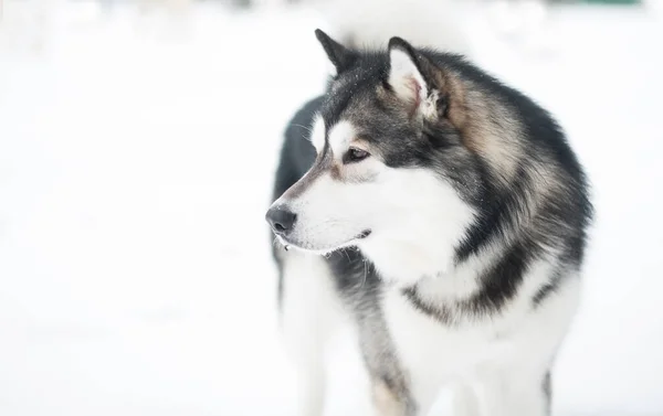 Jovem malamute alasca olhando para trás, em pé na neve. Inverno cão. — Fotografia de Stock