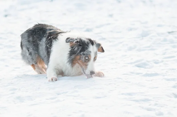 Cão pastor australiano com diferentes cores olhos comendo neve no inverno. — Fotografia de Stock